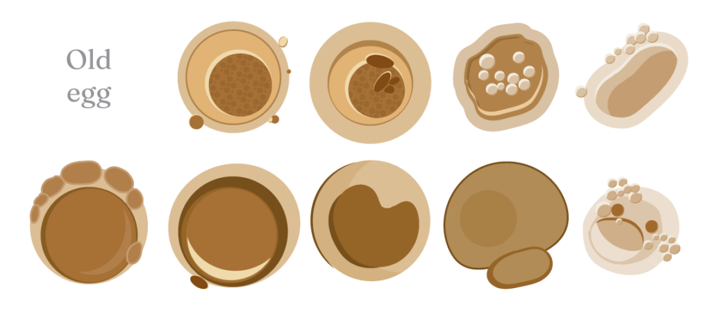 embryonic development of an old egg