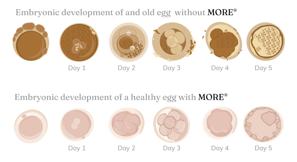 embryonic development of an egg