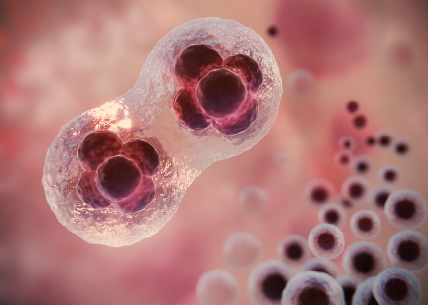 microscopic view of cells dividing