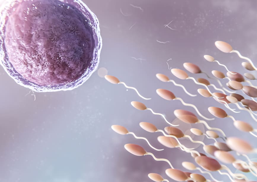 ovum surrounded by sperm cells
