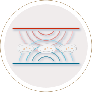 magnetic field culture